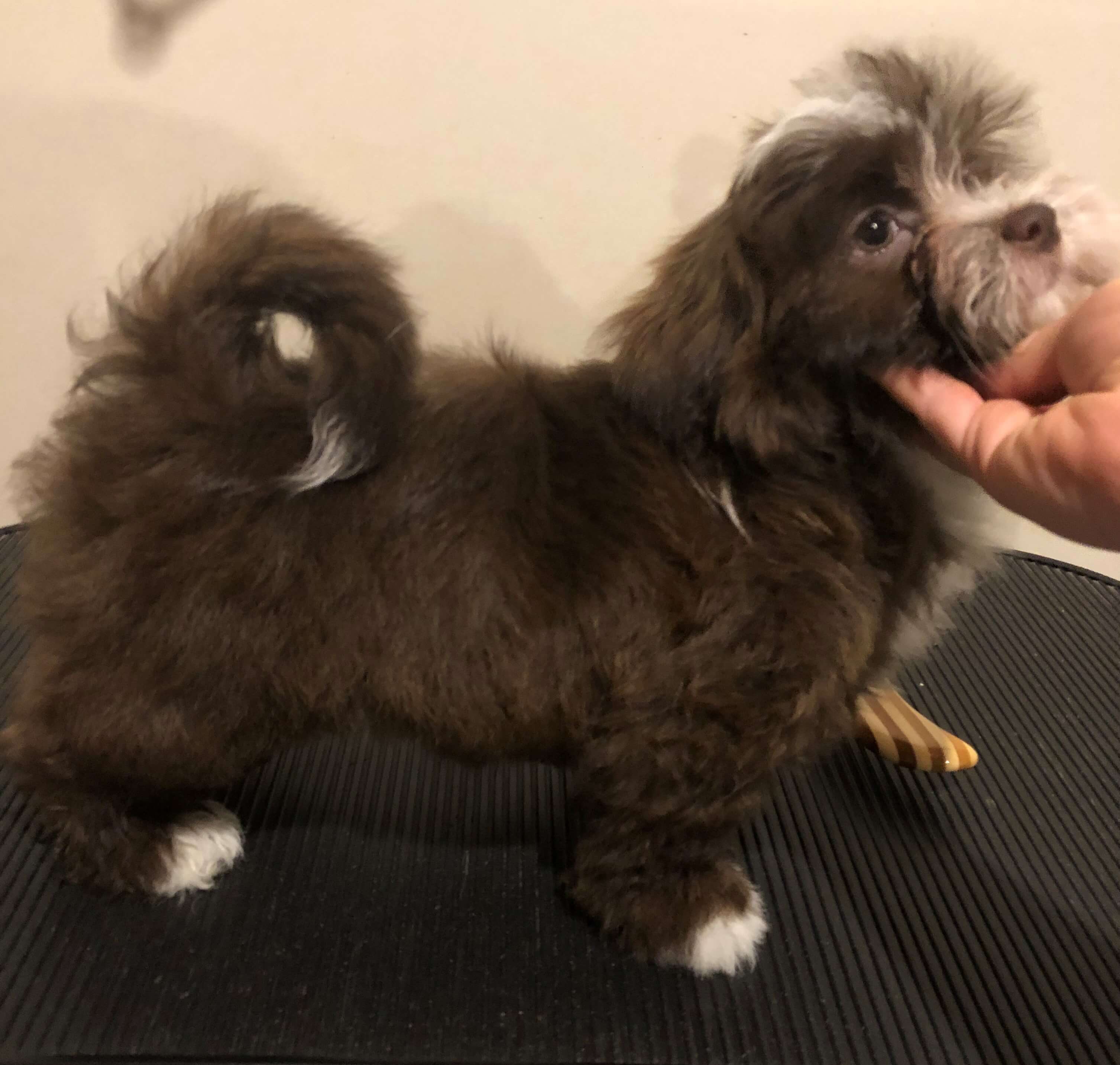 Happy Paws Havanese Puppies Cocoa Happy Paws Havanese Puppies Cocoa