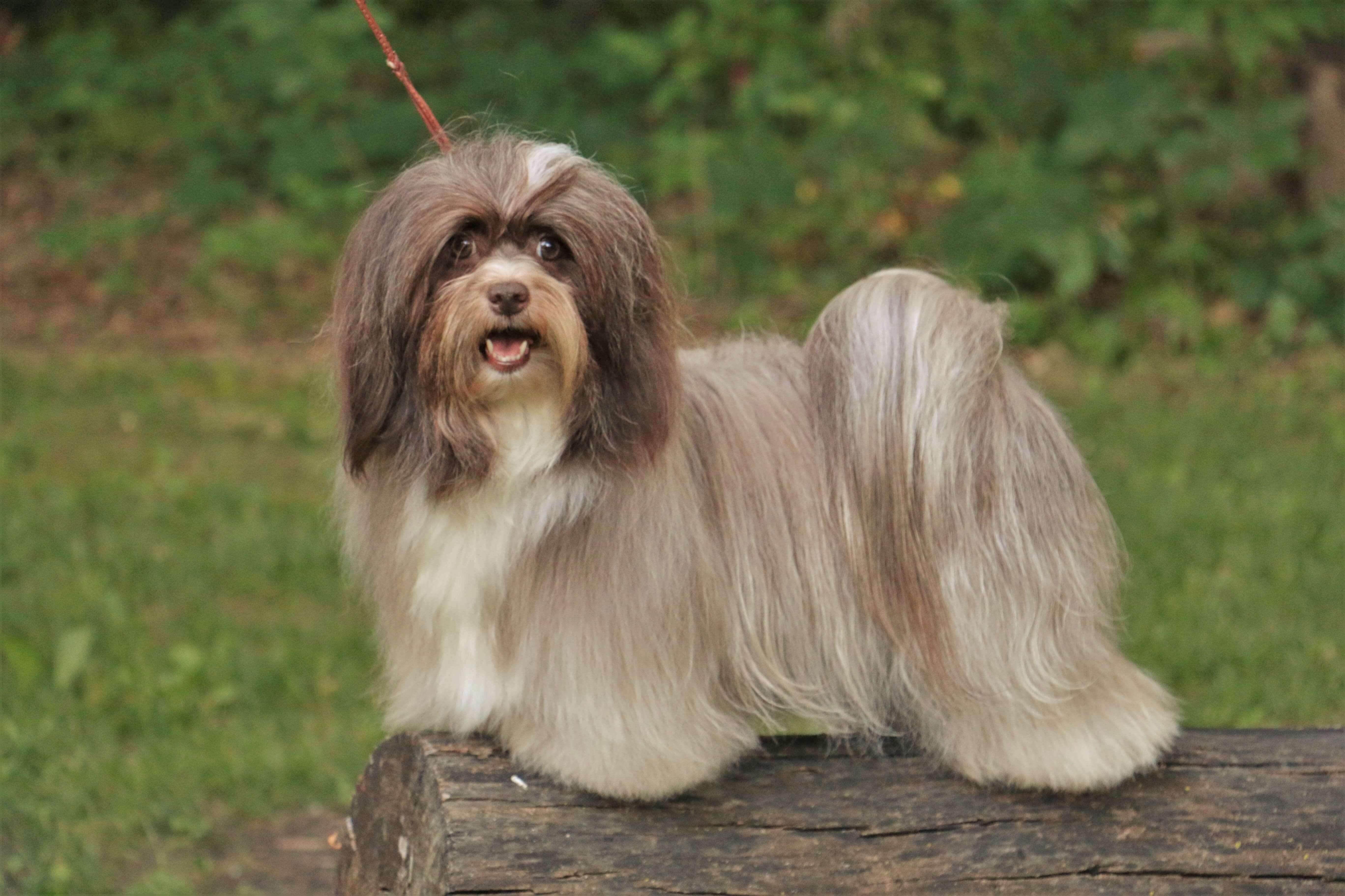 Happy Paws Havanese Puppies Cocoa Happy Paws Havanese Puppies Cocoa