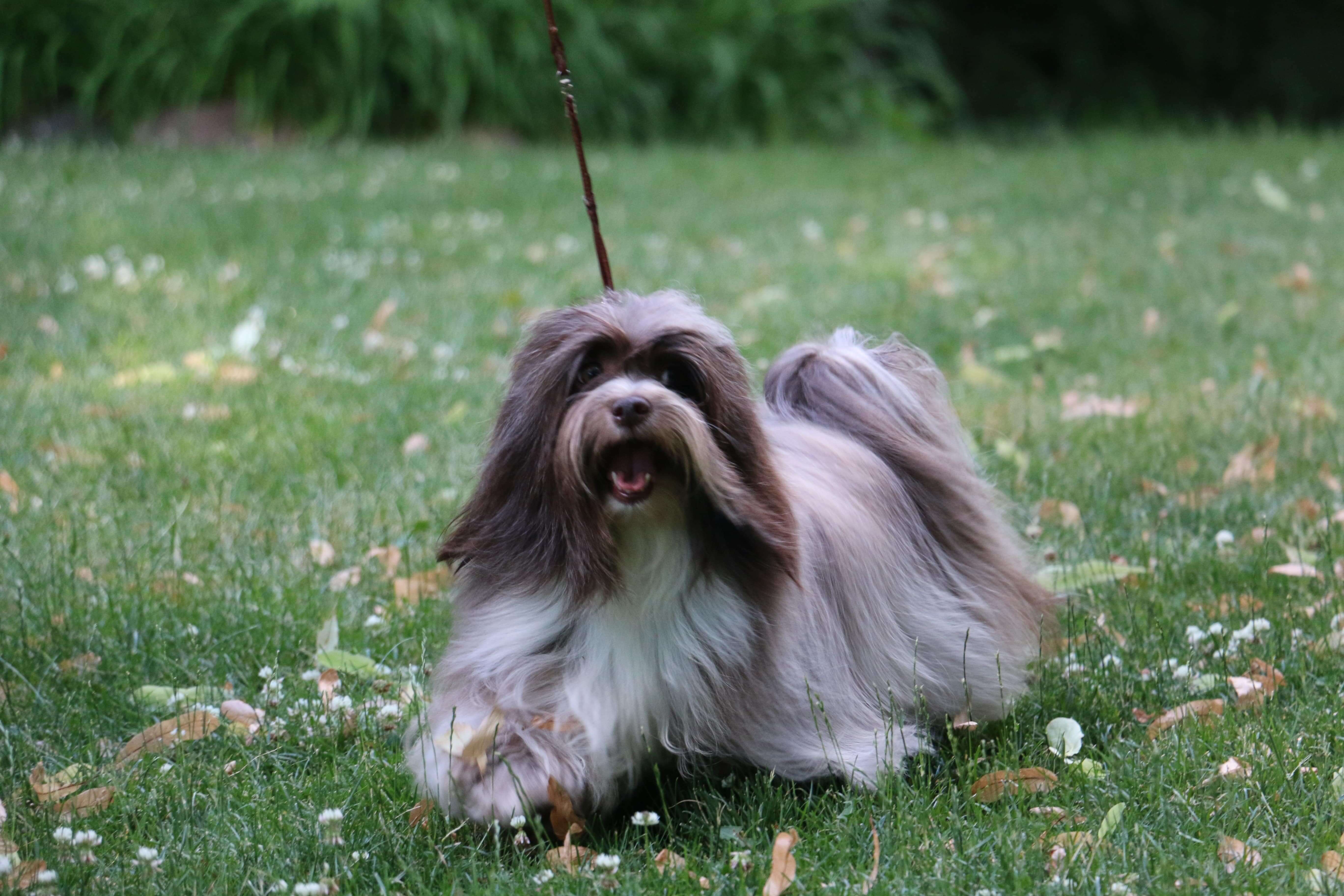 Happy Paws Havanese Puppies Cocoa Happy Paws Havanese Puppies Cocoa