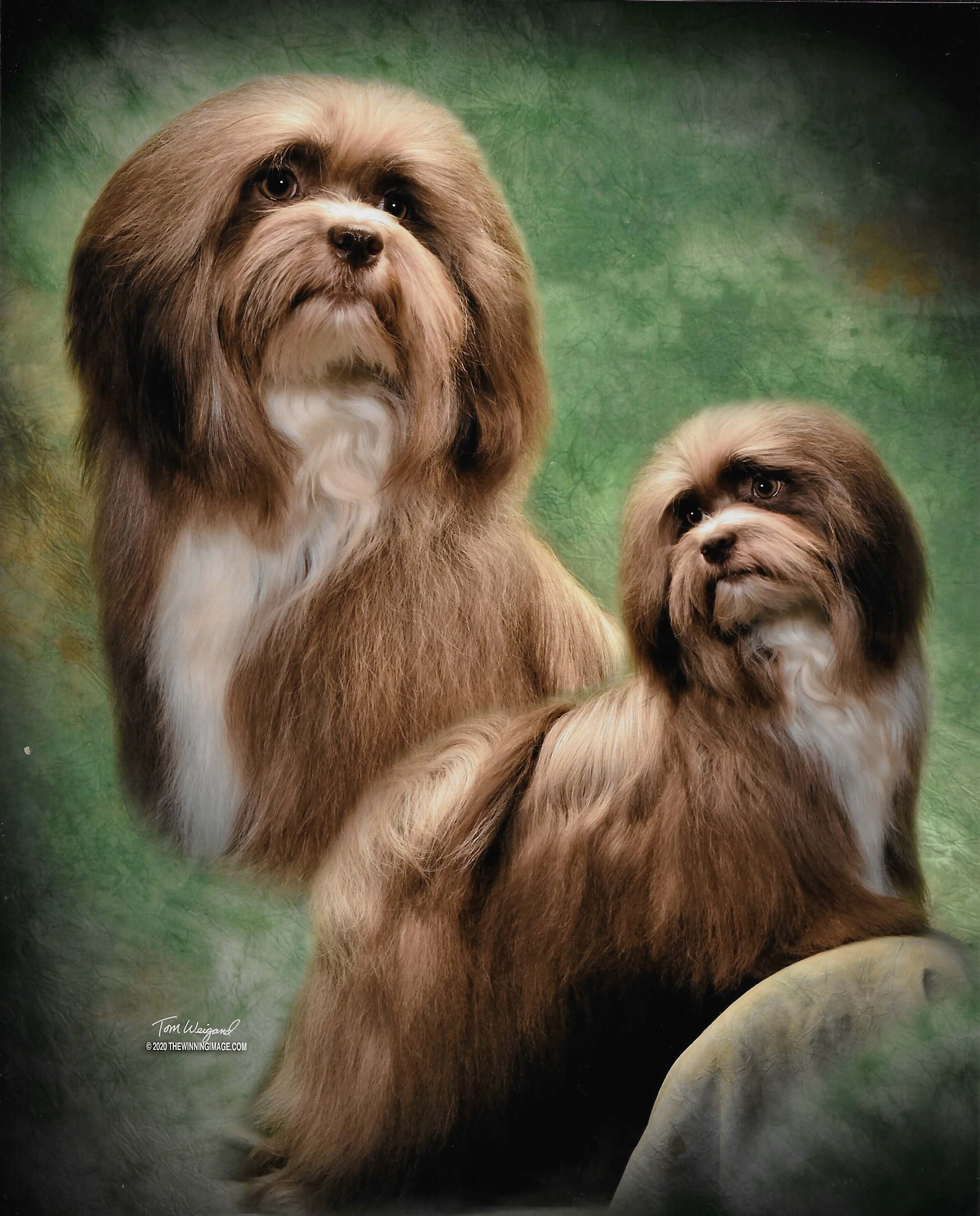 Happy Paws Havanese Puppies Cocoa Happy Paws Havanese Puppies Cocoa