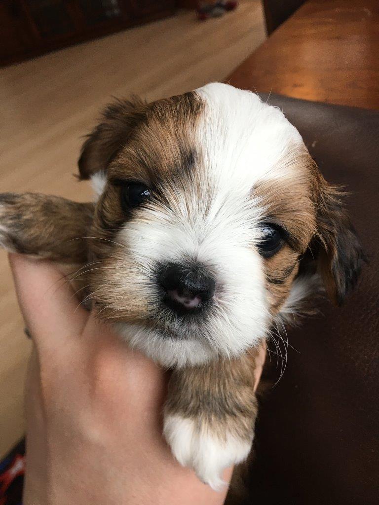 Happy Paws Havanese - Available Puppies