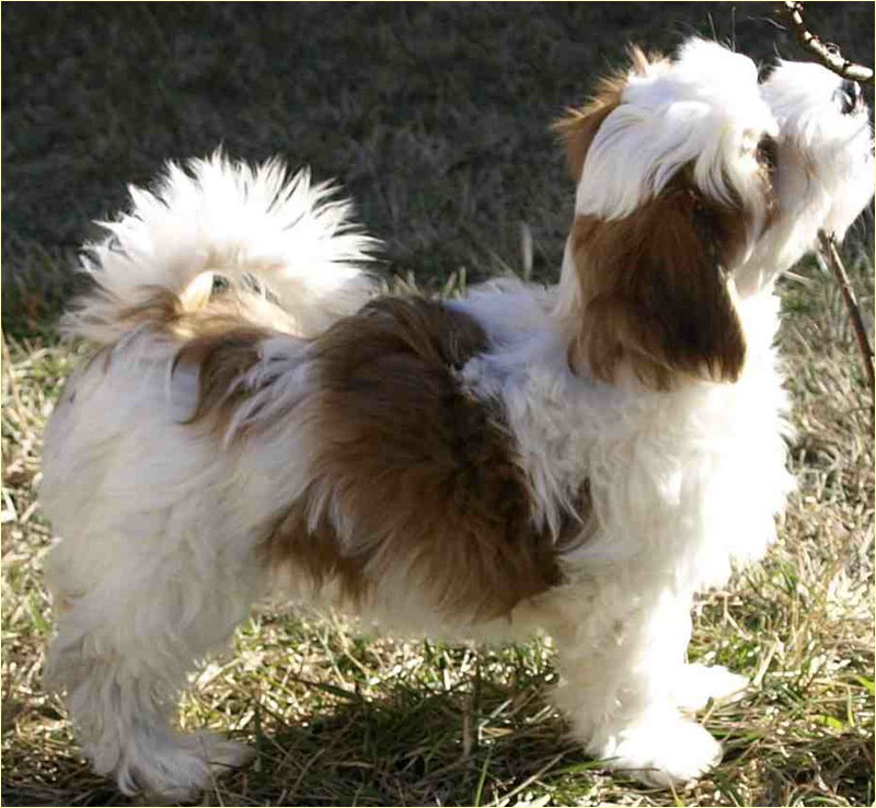 Happy Paws Havanese Puppies Minnesota MN Katniss at 8 weeks old Happy Paws Havanese Puppies Minnesota MN Katniss at 8 weeks old