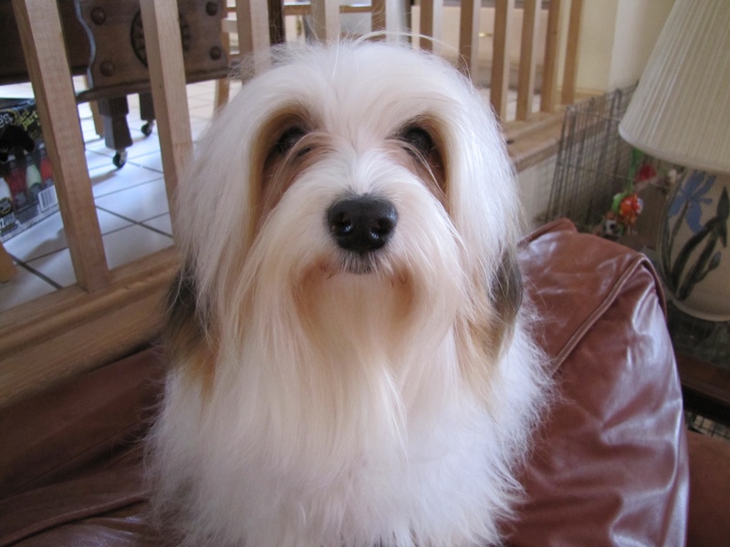 Happy Paws Havanese Puppies Minnesota MN Katniss Happy Paws Havanese Puppies Minnesota MN Katniss