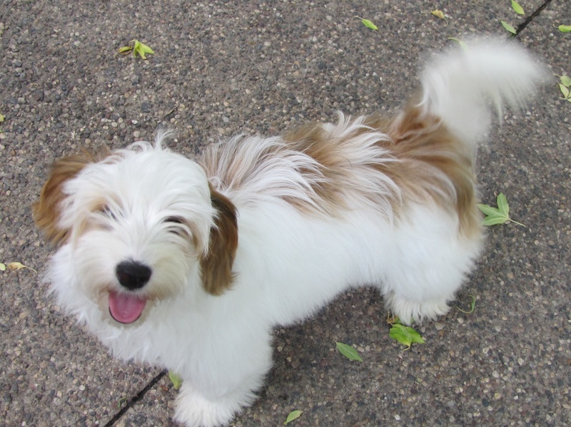 Happy Paws Havanese Puppies Minnesota MN Katniss Happy Paws Havanese Puppies Minnesota MN Katniss