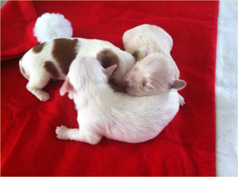 Happy Paws Havanese Puppies Minnesota MN Katniss as a newborn in Poland. She is the red parti Happy Paws Havanese Puppies Minnesota MN Katniss as a newborn in Poland. She is the red parti