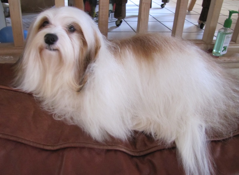 Happy Paws Havanese Puppies Minnesota MN Katniss Happy Paws Havanese Puppies Minnesota MN Katniss