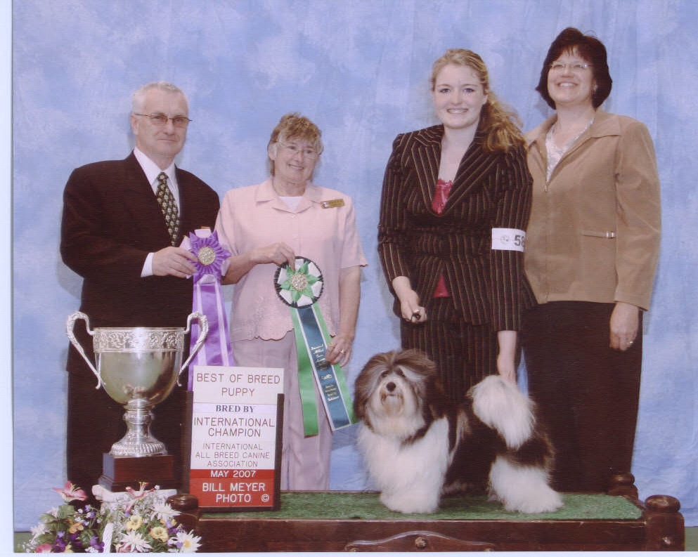 Happy Paws Havanese Puppies Minnesota MN Lightning