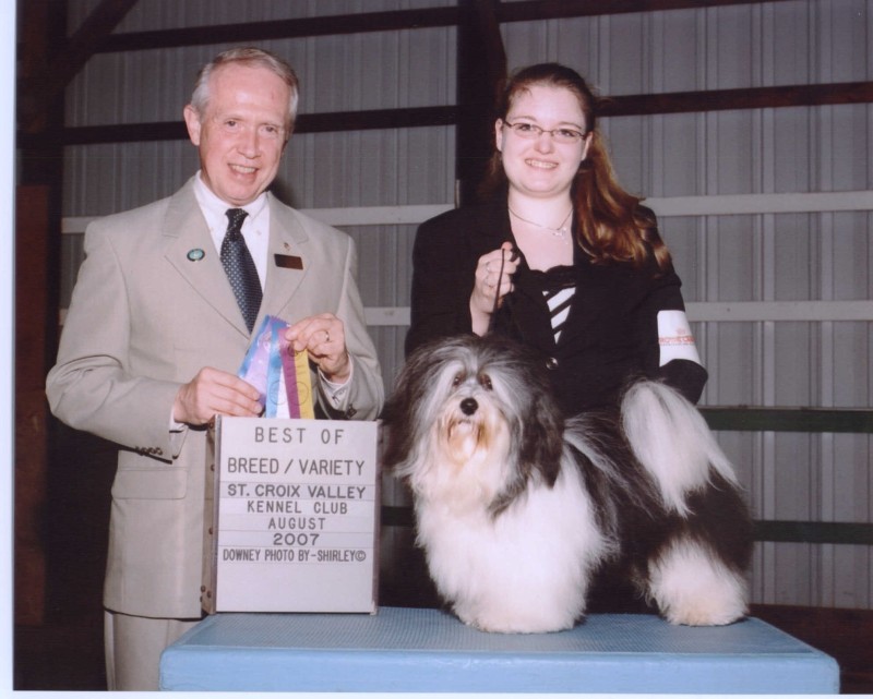 Happy Paws Havanese Puppies Minnesota MN Lightning