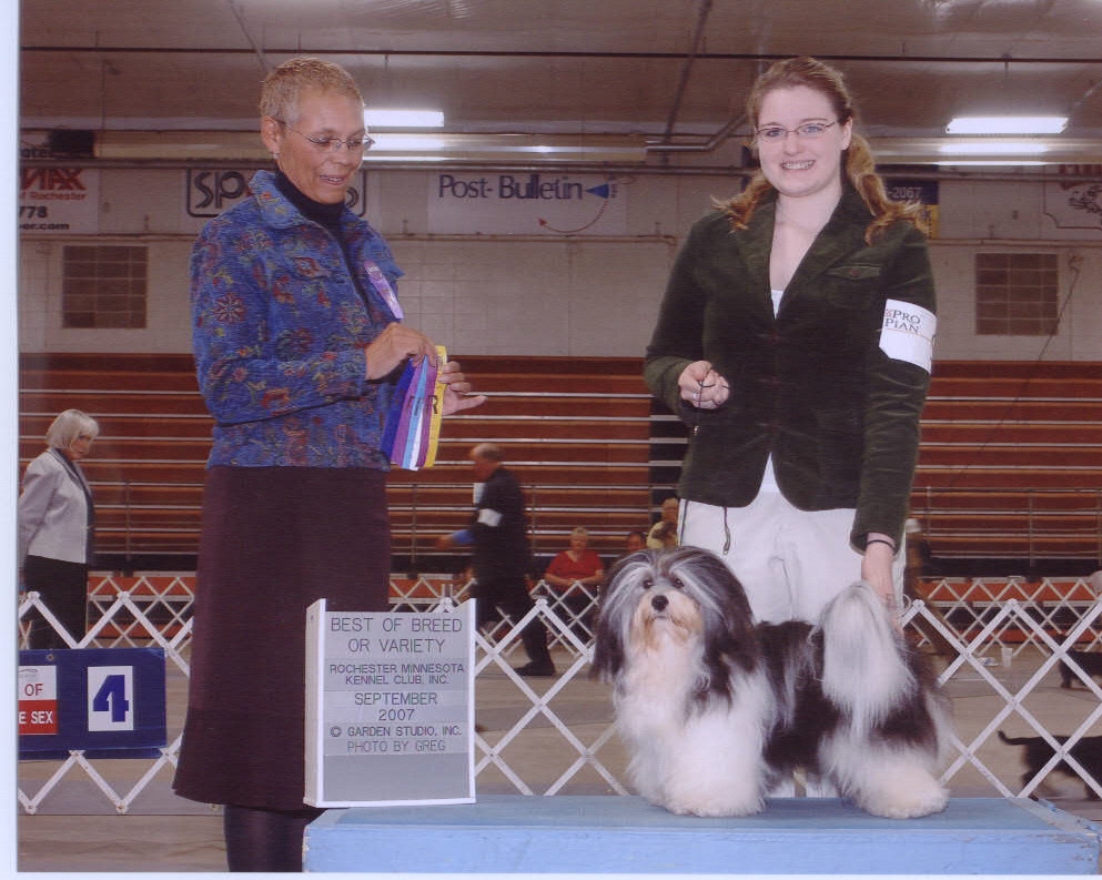 Happy Paws Havanese Puppies Minnesota MN Lightning