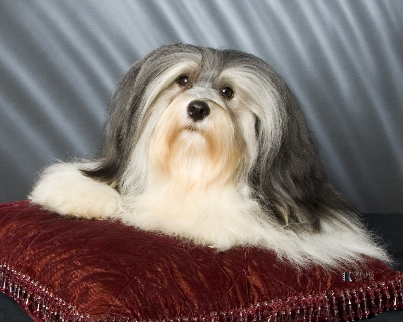 Happy Paws Havanese Puppies Minnesota MN Lightning Happy Paws Havanese Puppies Minnesota MN Lightning