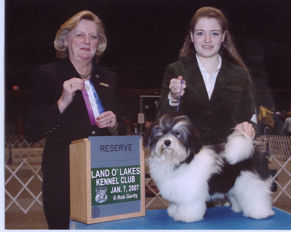 Happy Paws Havanese Puppies Minnesota MN Lightning