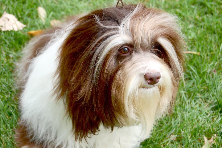 Happy Paws Havanese Puppies Minnesota MN Pumpkin