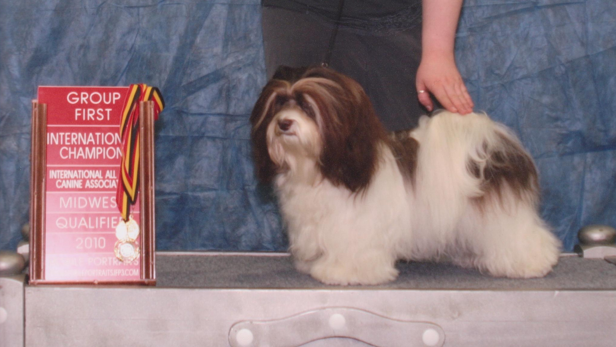 Happy Paws Havanese Puppies Minnesota MN Pumpkin Happy Paws Havanese Puppies Minnesota MN Pumpkin