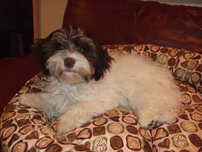 Happy Paws Havanese Puppies Minnesota MN Nauti as a puppy