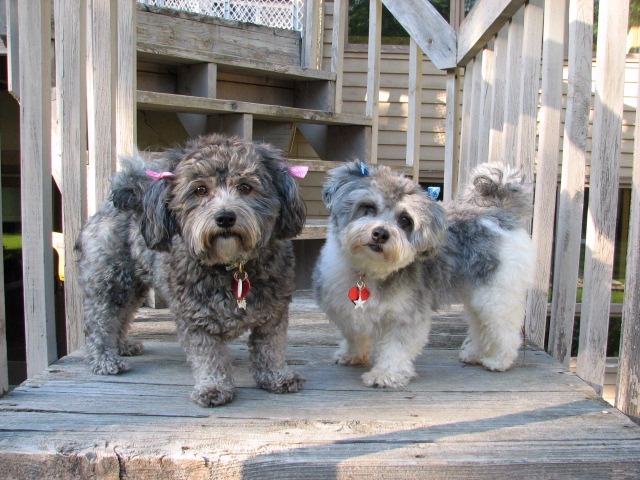 Happy Paws Havanese Puppies Minnesota MN