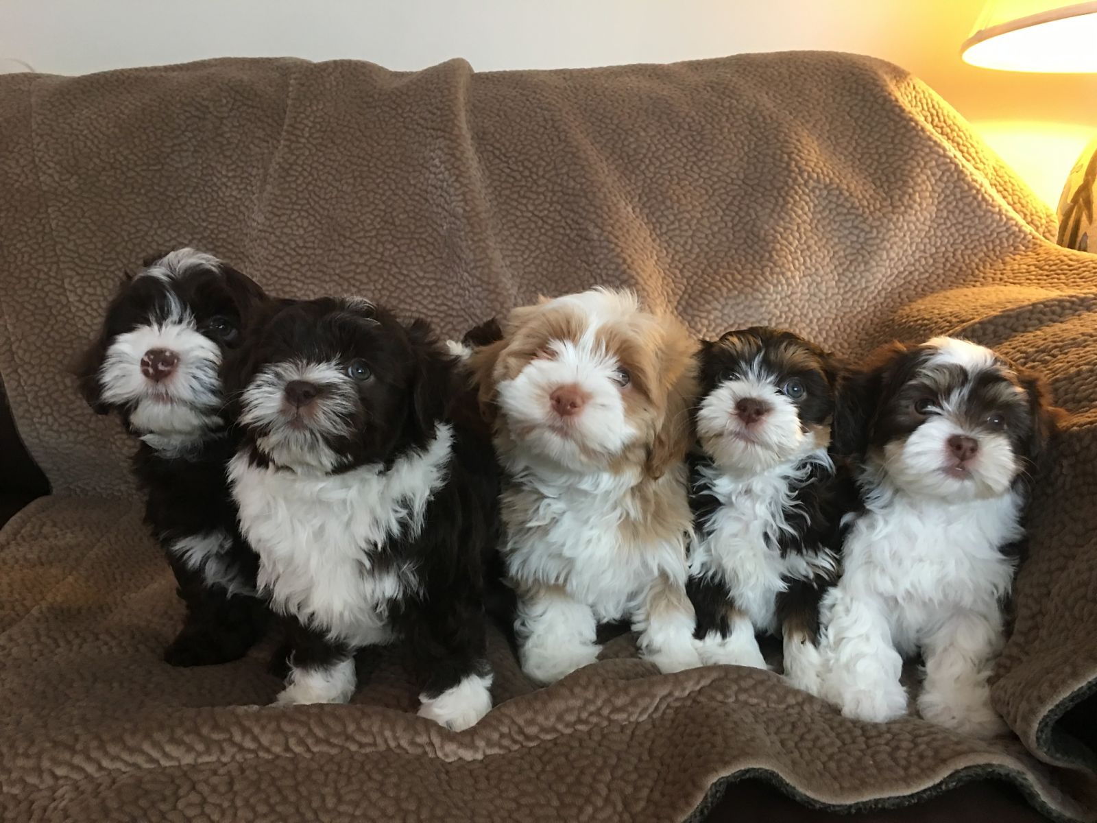Happy Paws Havanese Puppies Minnesota MN