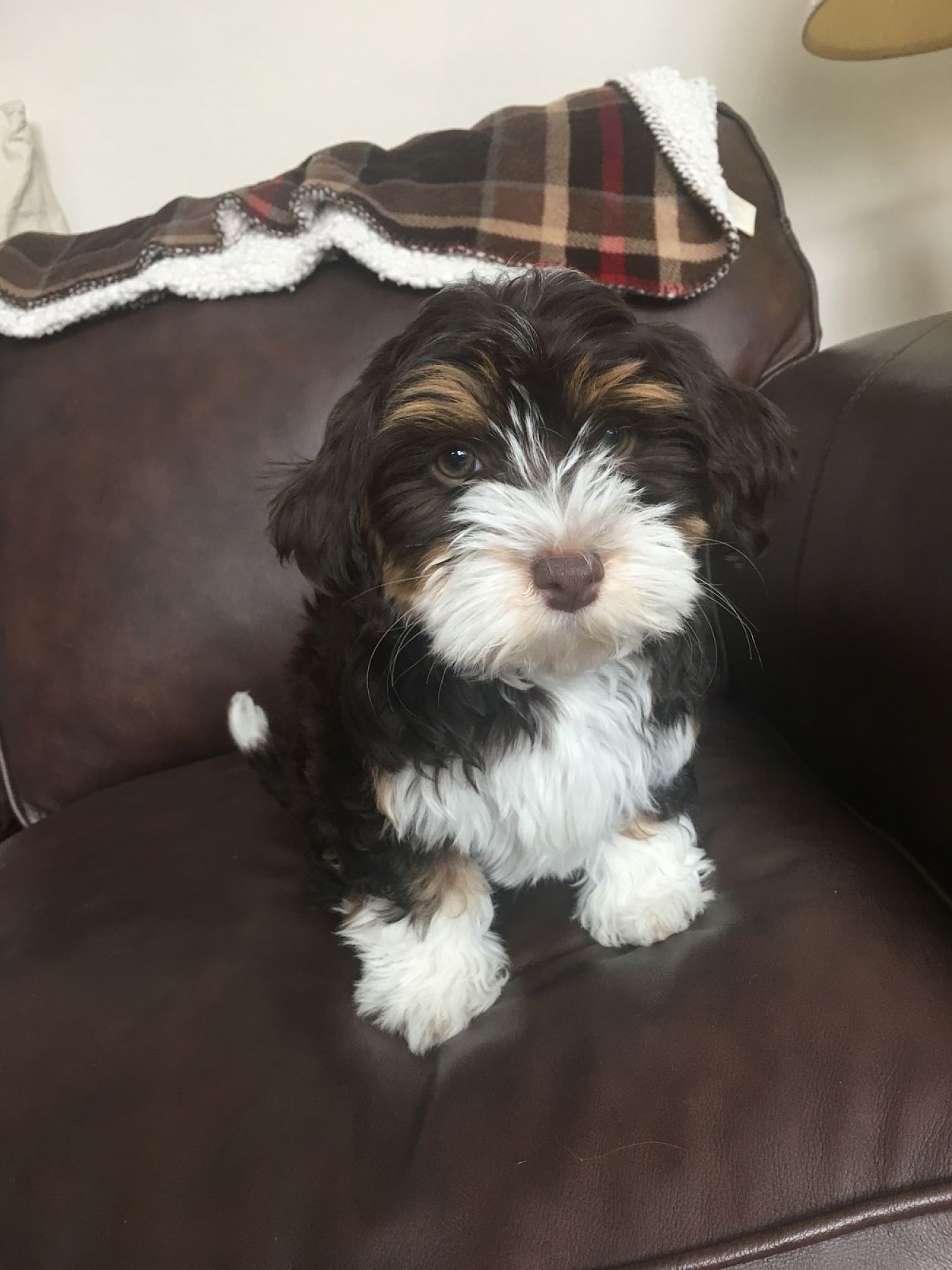Happy Paws Havanese Puppies Minnesota MN