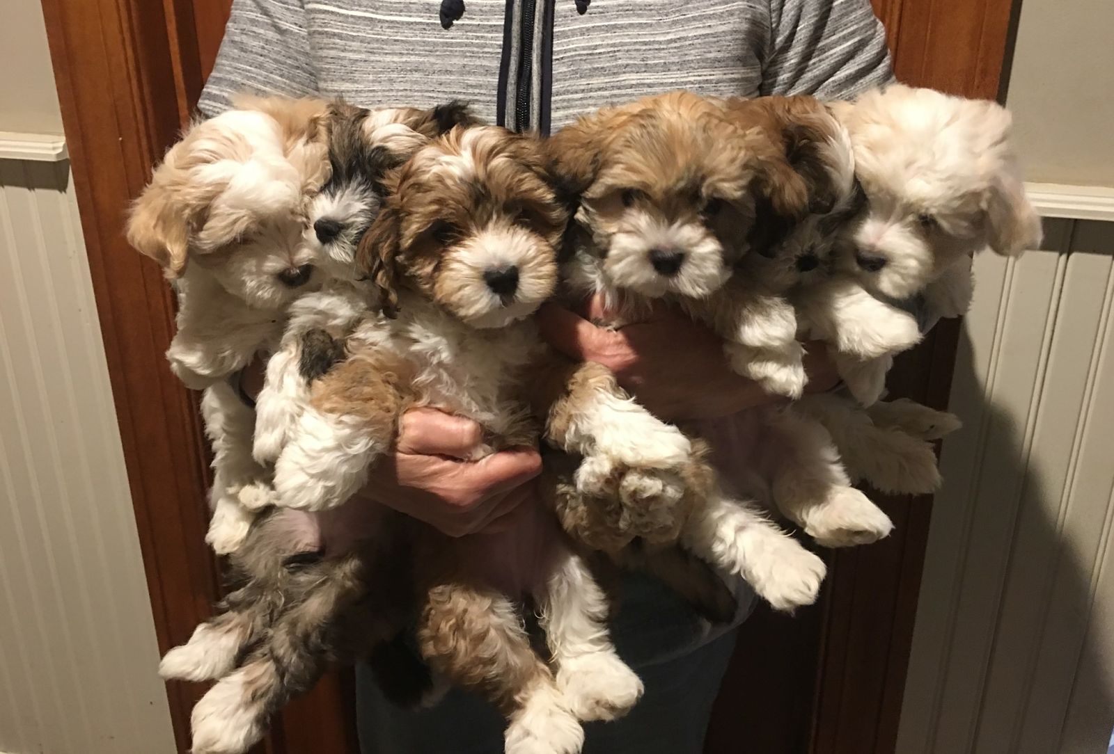 Happy Paws Havanese Puppies Minnesota MN