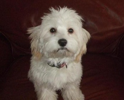 Happy Paws Havanese Puppies Minnesota MN