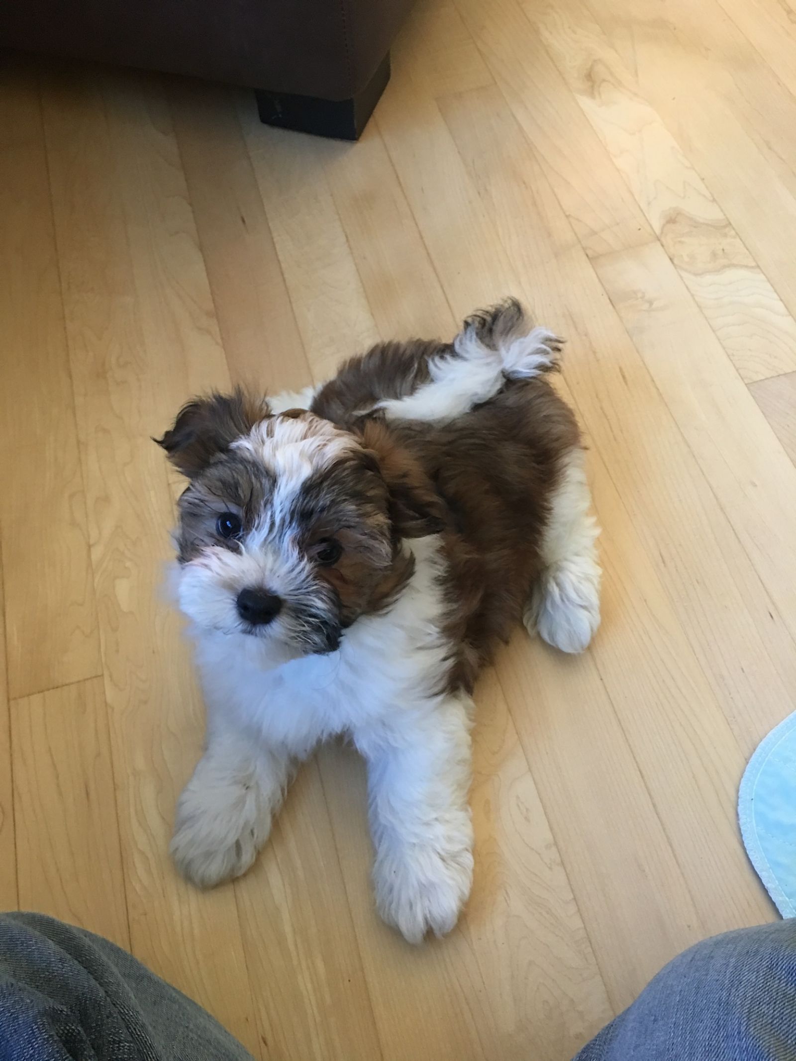 Happy Paws Havanese Puppies Minnesota MN