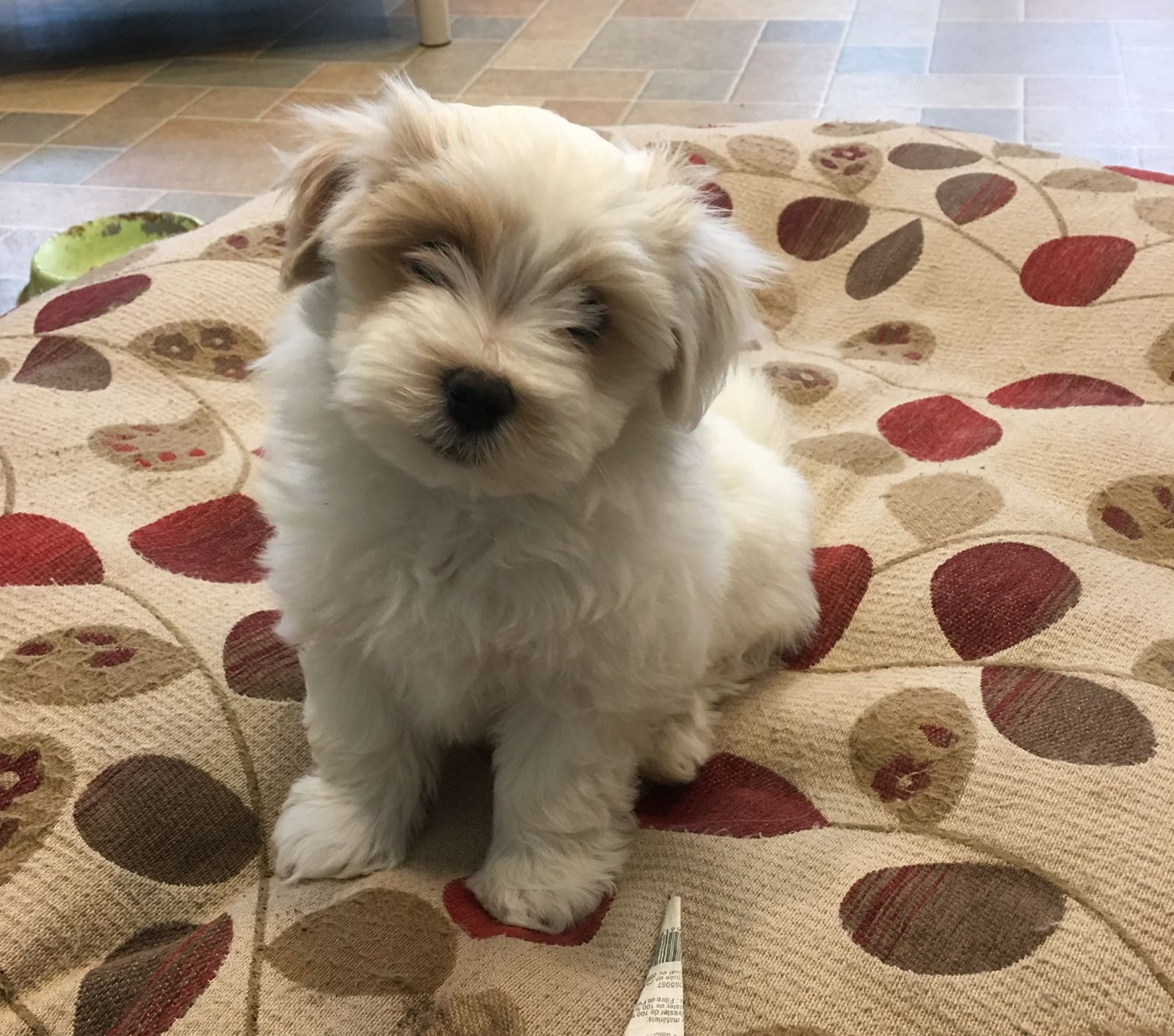 Happy Paws Havanese Puppies Minnesota MN