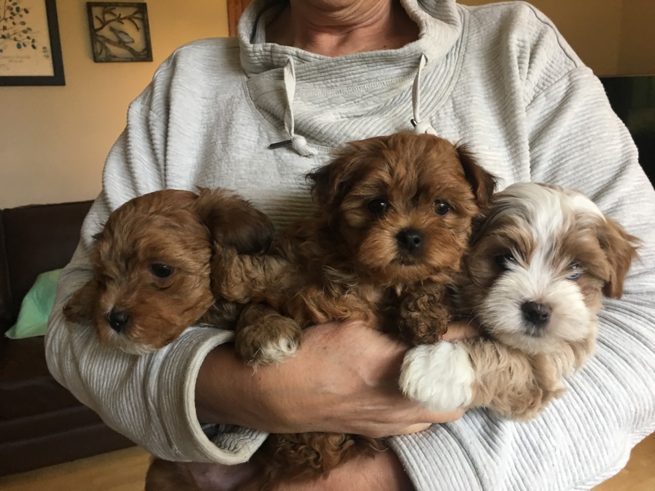 Happy Paws Havanese Puppies Minnesota MN