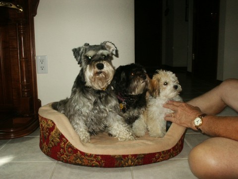 Happy Paws Havanese Puppies Minnesota MN