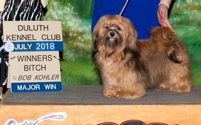 Happy Paws Havanese AKC Champion Happy Paws' Savannah's Piglet, 'Piglet'