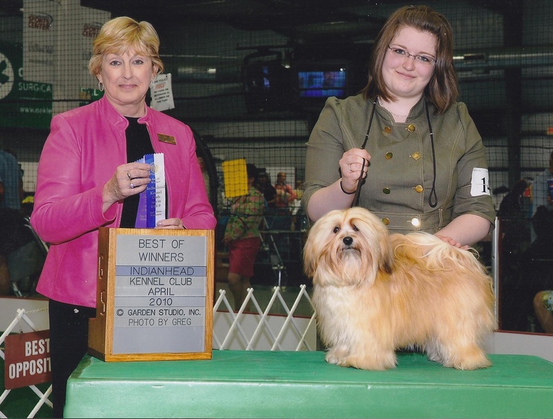 Happy Paws Havanese Puppies Minnesota MN Pumpkin