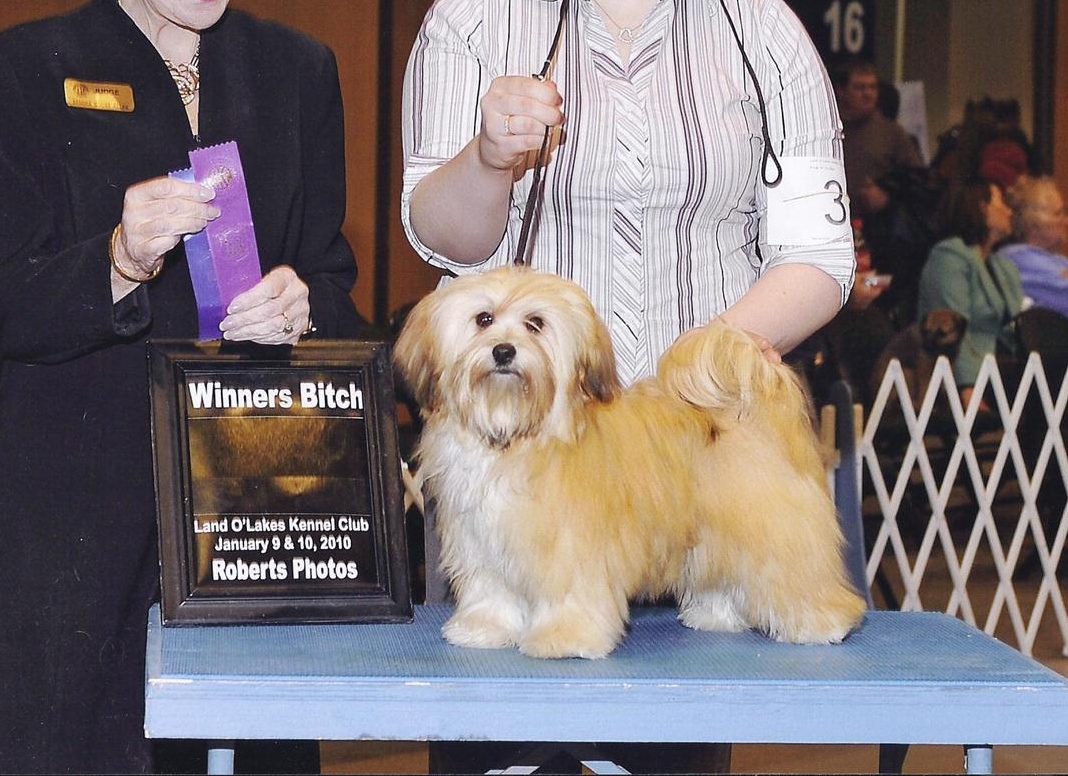 Happy Paws Havanese Puppies Minnesota MN Pumpkin