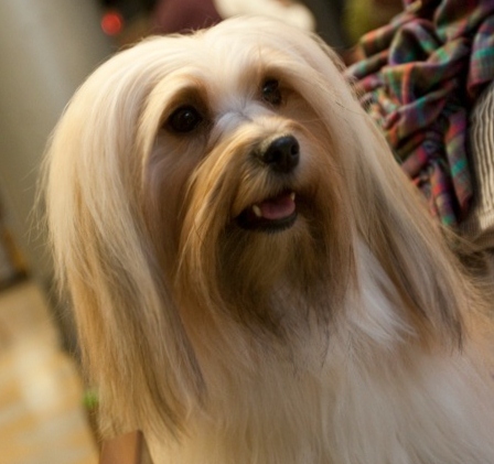 Happy Paws Havanese Puppies Minnesota MN Pumpkin Happy Paws Havanese Puppies Minnesota MN Pumpkin