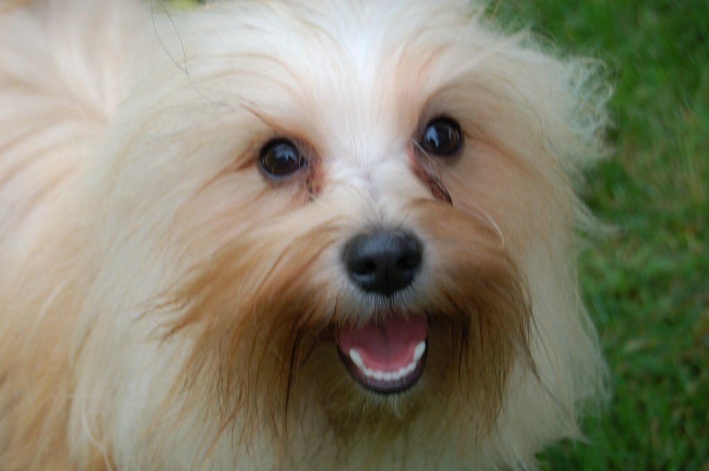 Happy Paws Havanese Puppies Minnesota MN Pumpkin Happy Paws Havanese Puppies Minnesota MN Pumpkin