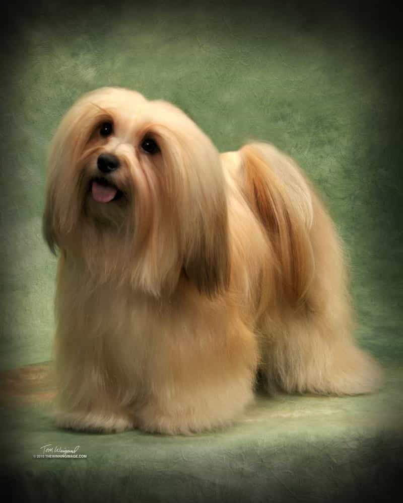 Happy Paws Havanese AKC Champion Happy Paws' Once Upon A Time, 'Pumpkin'