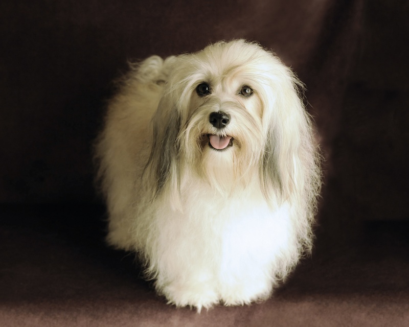Happy Paws Havanese Savannah as a Champion Happy Paws Havanese Savannah as a Champion