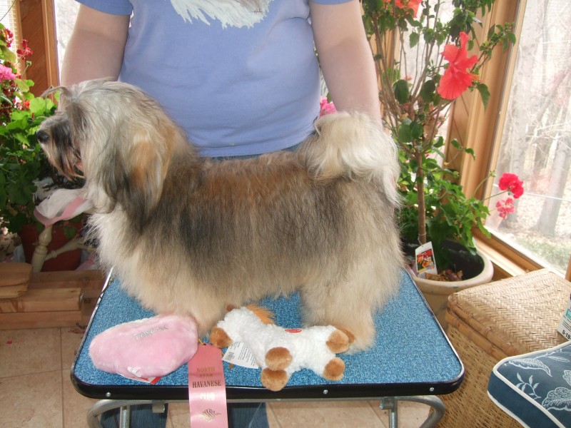 Happy Paws Havanese Savannah as a puppy Happy Paws Havanese Savannah as a puppy
