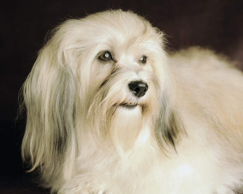 Happy Paws Havanese Puppies Minnesota MN Savannah Happy Paws Havanese Puppies Minnesota MN Savannah