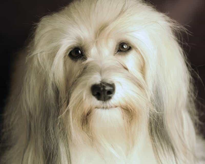 Happy Paws Havanese AKC Champion Happy Paws' Majical Savannah Sunrise, 'Savannah'