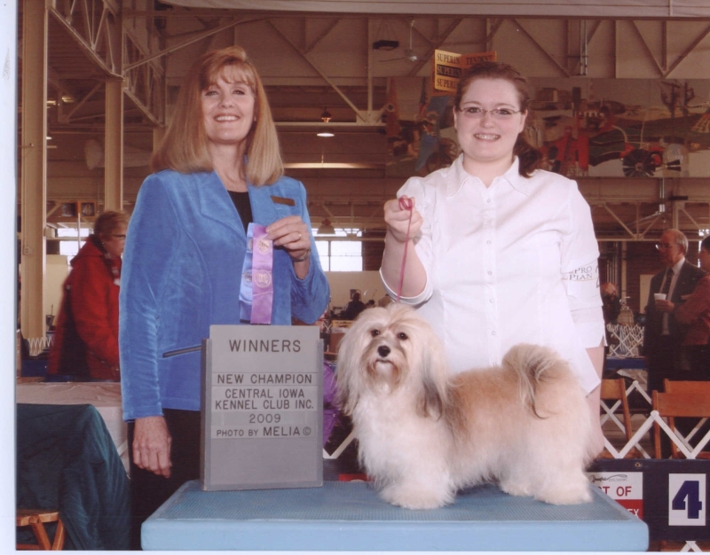 Happy Paws Havanese Puppies Minnesota MN Savannah Happy Paws Havanese Puppies Minnesota MN Savannah