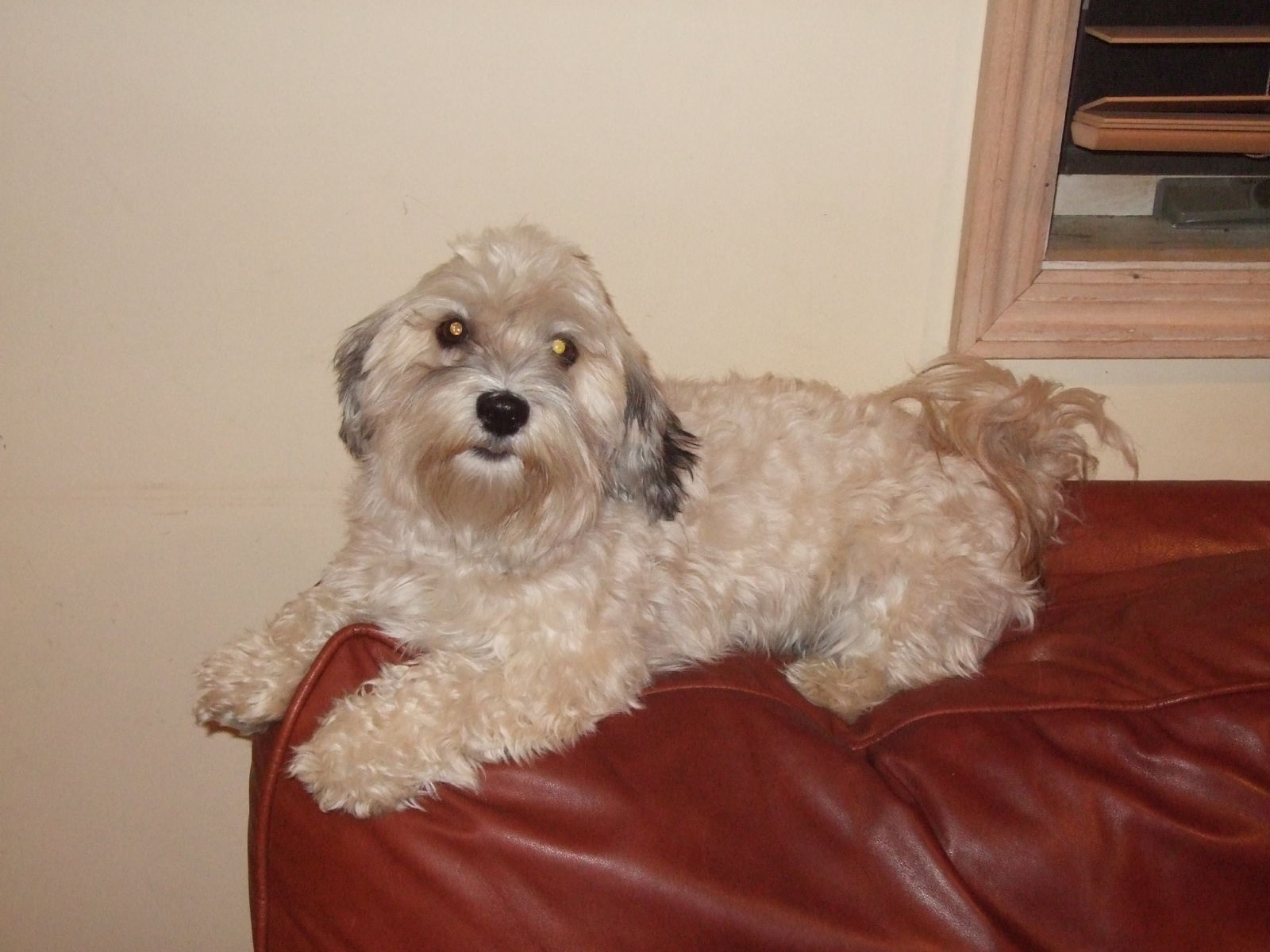 Happy Paws Havanese Puppies Minnesota MN Savannah Happy Paws Havanese Puppies Minnesota MN Savannah