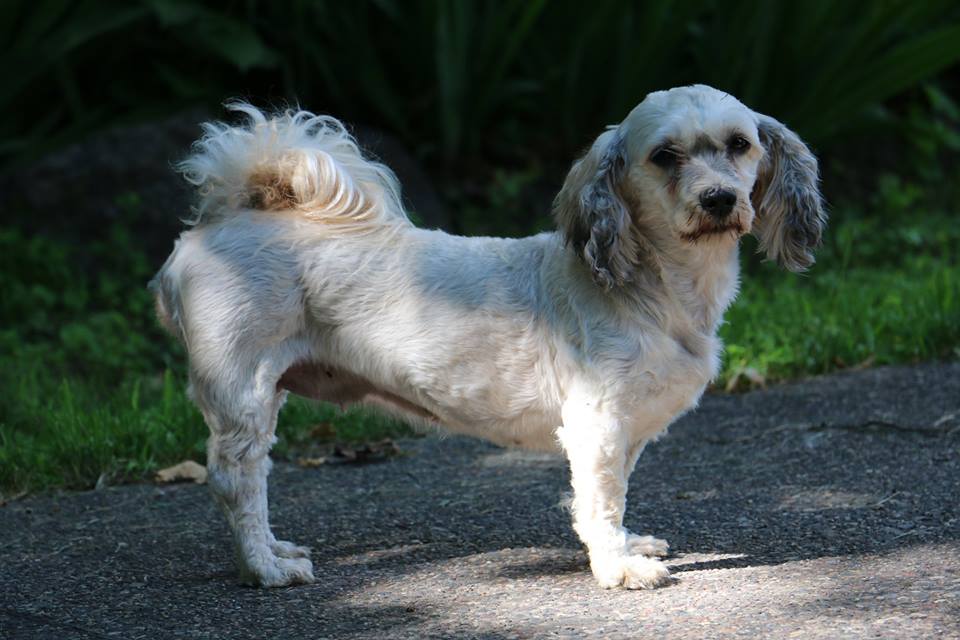 Happy Paws Havanese Puppies Minnesota MN Savannah Happy Paws Havanese Puppies Minnesota MN Savannah