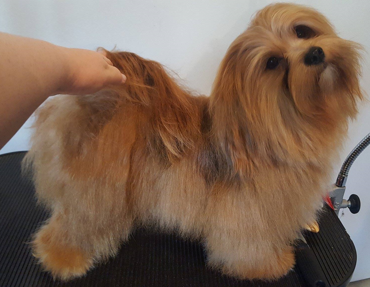 Happy Paws Havanese Puppies Minnesota MN Toodles Happy Paws Havanese Puppies Minnesota MN Toodles