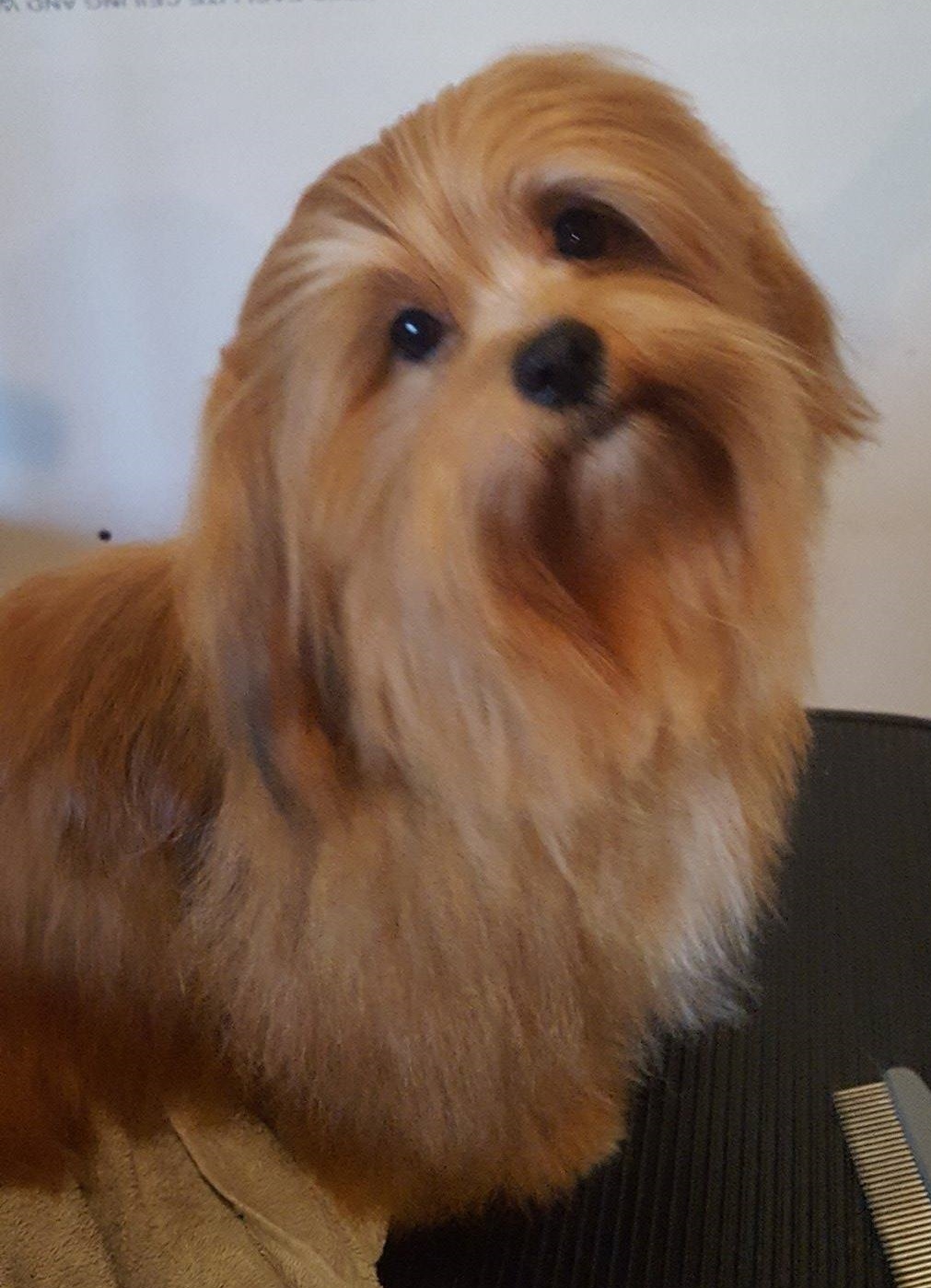 Happy Paws Havanese Puppies Minnesota MN Toodles Happy Paws Havanese Puppies Minnesota MN Toodles