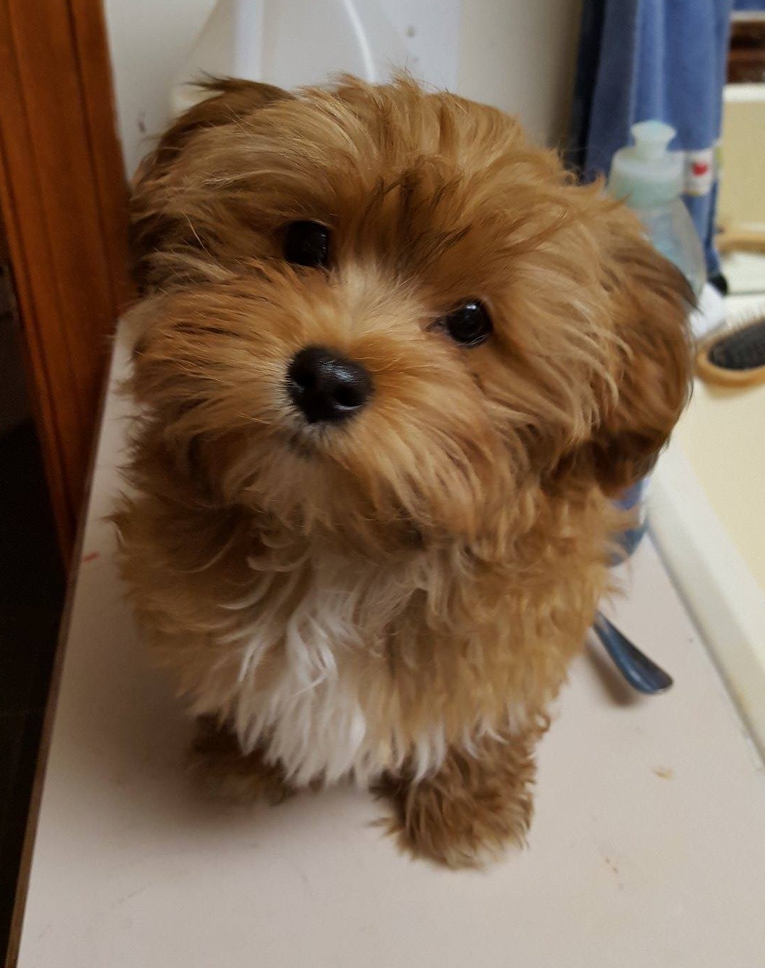 Happy Paws Havanese Toodles as a puppy Happy Paws Havanese Toodles as a puppy