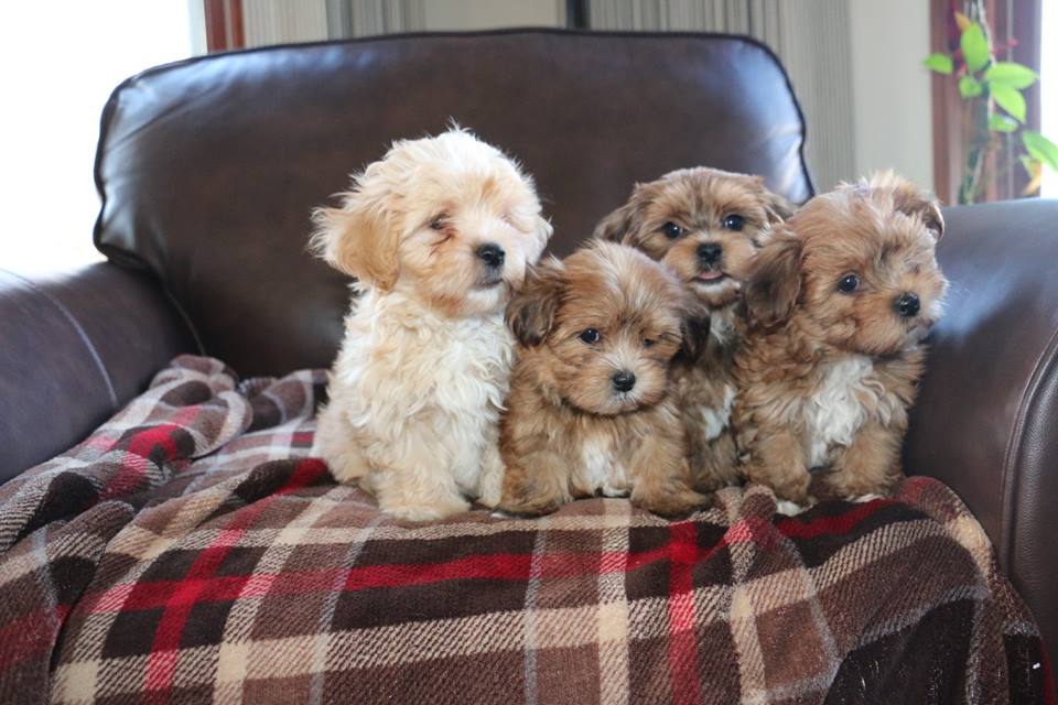 Happy Paws Havanese Toodles is on the right Happy Paws Havanese Toodles is on the right