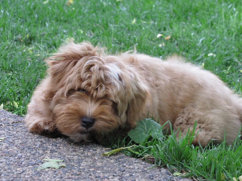 Happy Paws Havanese Vino as a puppy