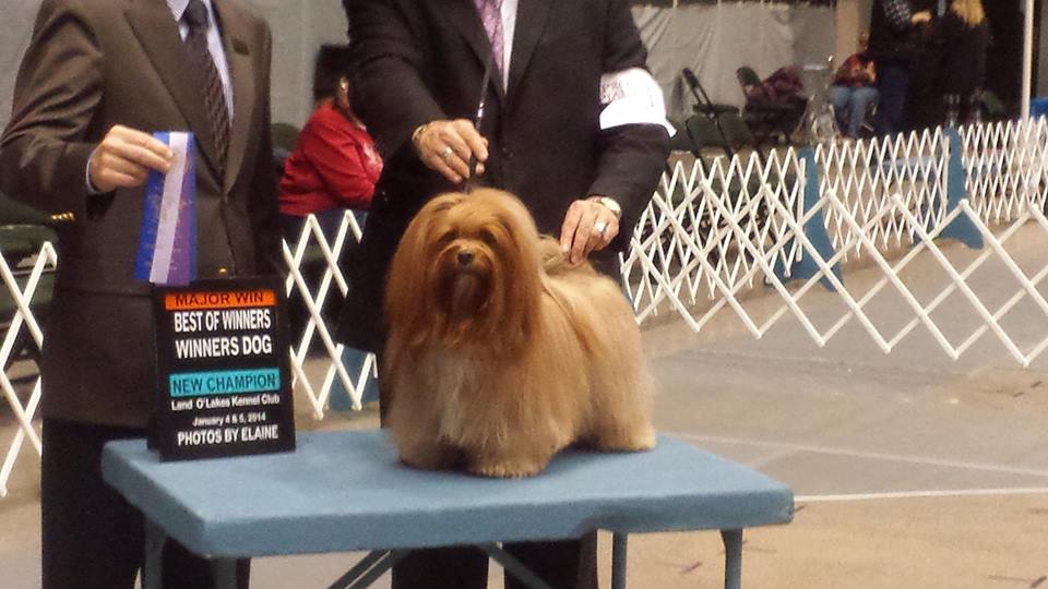 Happy Paws Havanese Puppies Minnesota MN Vino Happy Paws Havanese Puppies Minnesota MN Vino