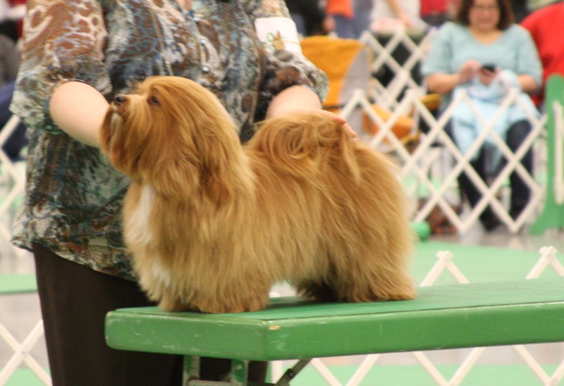 Happy Paws Havanese Puppies Minnesota MN Vino Happy Paws Havanese Puppies Minnesota MN Vino