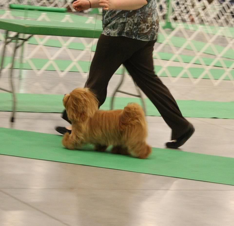 Happy Paws Havanese Puppies Minnesota MN Vino Happy Paws Havanese Puppies Minnesota MN Vino