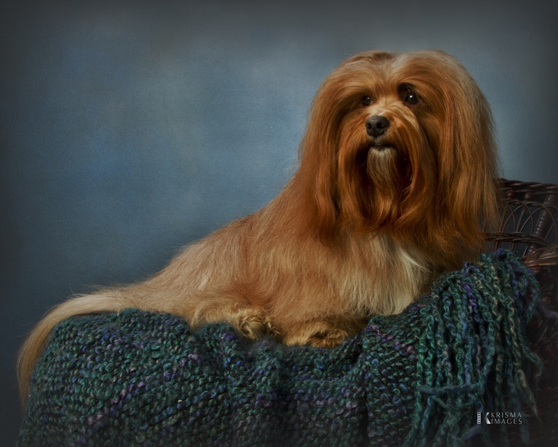 Happy Paws Havanese Vino as a Champion Happy Paws Havanese Vino as a Champion